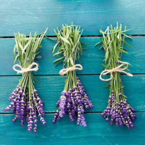 Beginner's Guide to Growing Lavender and Using Lavender